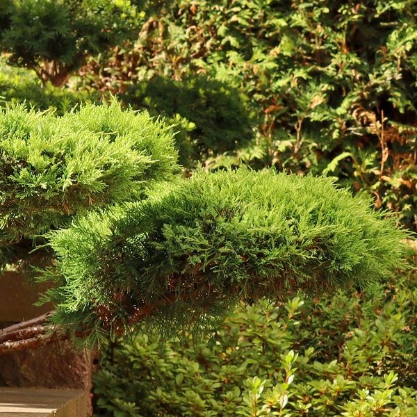 Beautifully designed garden with planting