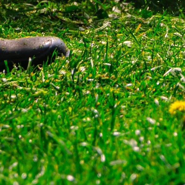Lush green lawn freshly mowed